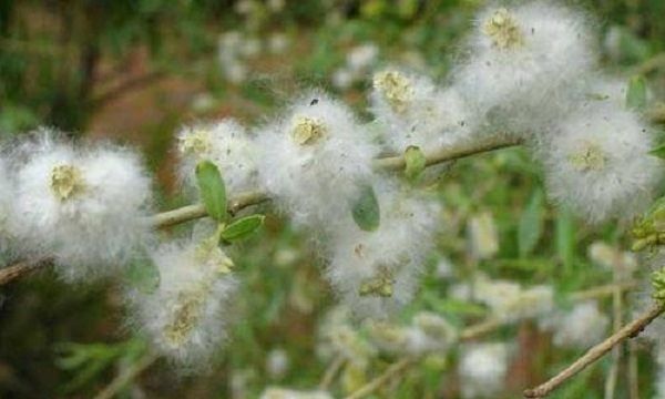 靠风传播种子的植物有哪些图3