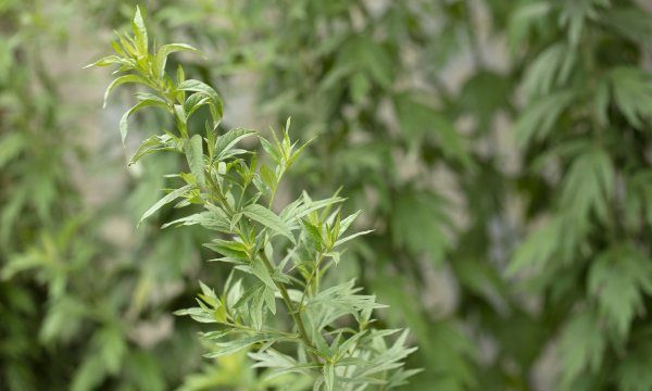 艾草长虫了怎么处理，种的艾草长虫,怎么驱虫图2