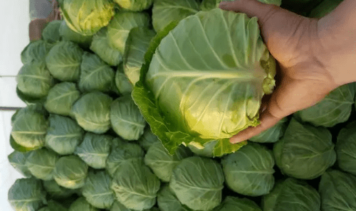 青甘蓝和包菜有什么区别，包菜 卷心菜 青甘蓝有啥区别