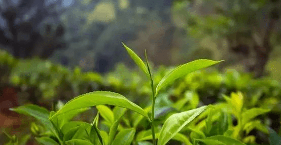 明前茶和雨前茶通过什么节气，怎么区分明前茶和雨前茶的区别图1