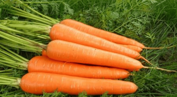 carrot的复数形式什么，carrot单词的复数形式图2