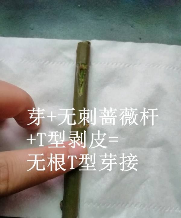 棒棒糖月季嫁接方法，树状月季用什么树嫁接比较好?图10