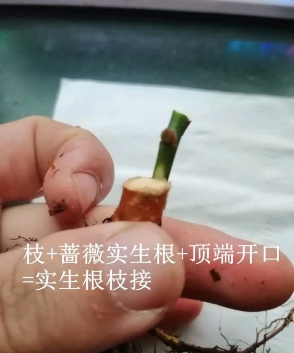 棒棒糖月季嫁接方法，树状月季用什么树嫁接比较好?图11