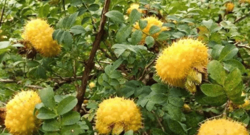 满身刺的植物叫什么，长刺的植物有哪些图片图2