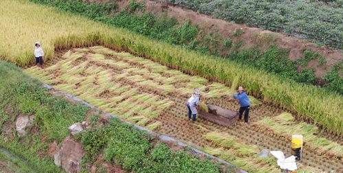 为什么种植早稻，为什么水稻中稻面积比早稻多呢图2