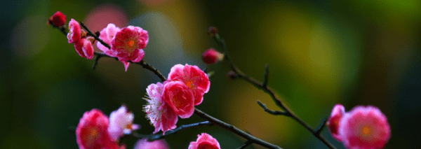 怎么样拍摄好梅花，梅花怎么拍才好看图2