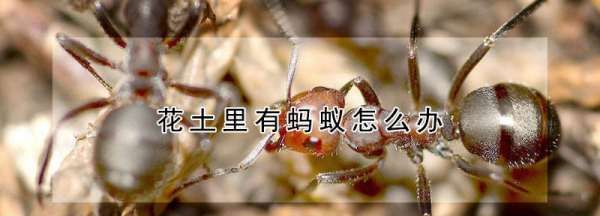 花盆里生了蚂蚁怎么办，花土里有蚂蚁怎么办用什么药图1