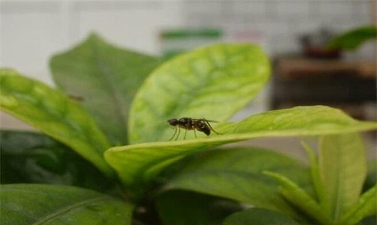 花盆里生了蚂蚁怎么办，花土里有蚂蚁怎么办用什么药图4