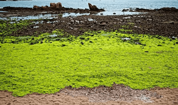 为什么青岛的海有浒苔，青岛浒苔是什么原因造成的图1