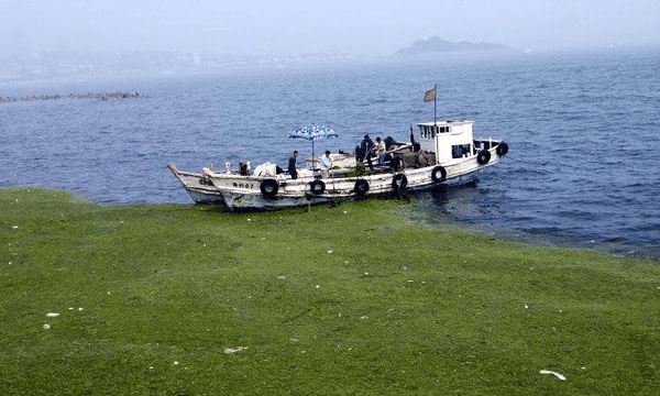 为什么青岛的海有浒苔，青岛浒苔是什么原因造成的图3