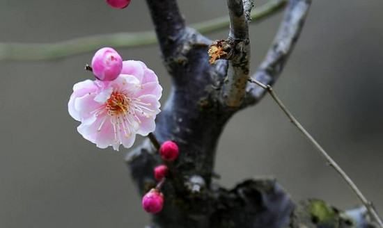 梅花修剪时间是什么时候，梅花二次修剪在9月还是0月种植图4