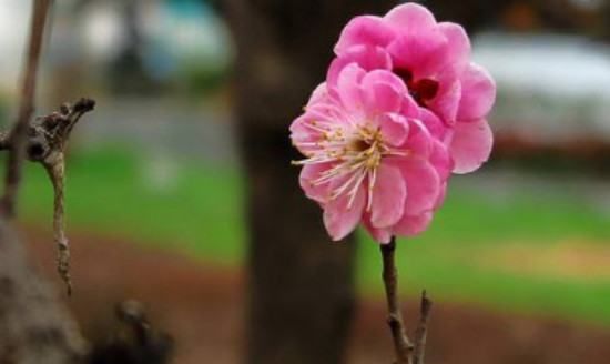 梅花修剪时间是什么时候，梅花二次修剪在9月还是0月种植图5