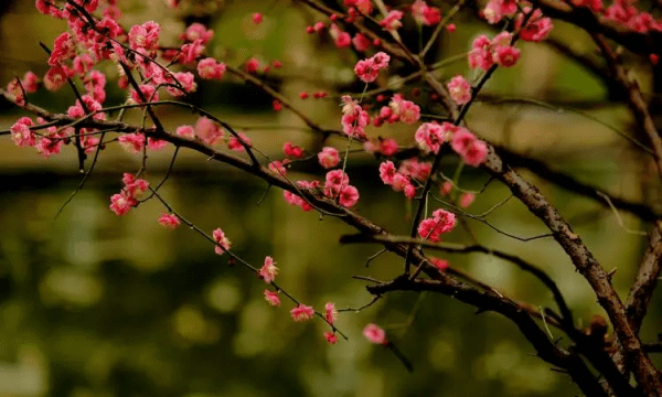 怎么样拍摄梅花，梅花如何拍摄好看图4