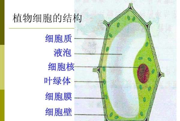 动物细胞有细胞壁的，动物有细胞壁结构吗图1