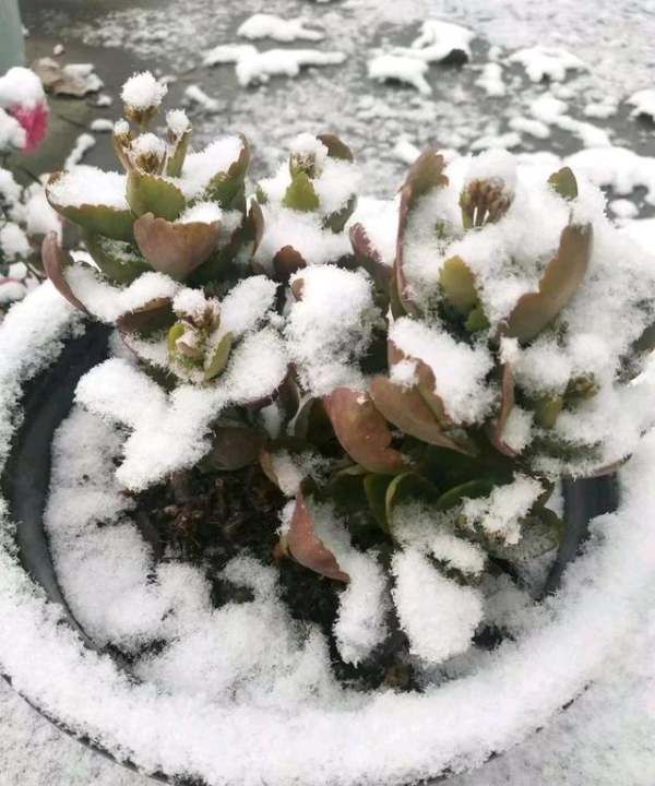 多肉不通风可以用风扇吹，下雨天给多肉浇水了会怎么样图1