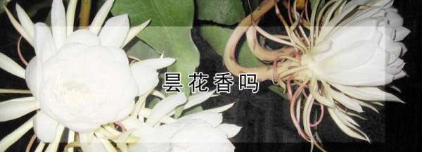 昙花香吗，昙花的香味是怎么样的图1