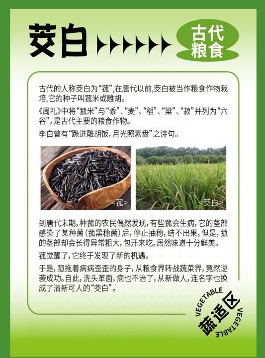 茭白秒懂百科，茭白的壳是什么垃圾图3