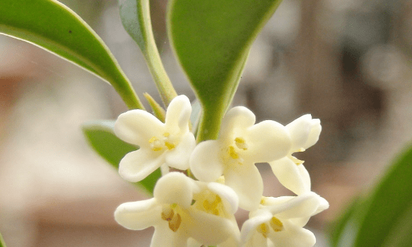 红桂花和黄桂花的区别，桂花的四种颜色是什么