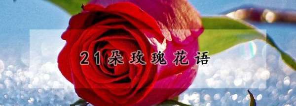 2朵玫瑰花花语是什么，24朵玫瑰花代表什么意思图3