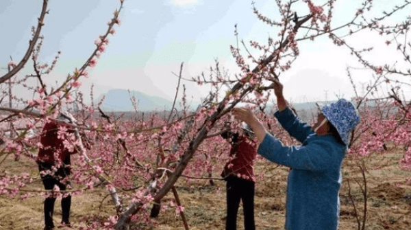 果树专家唐老师简介，桃树打药时间表分别打啥药图1