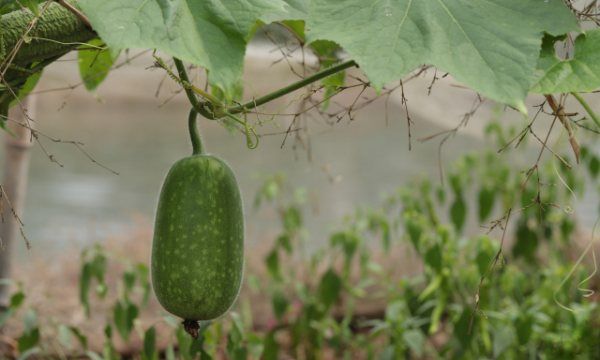 白毛冬瓜种植时间，南瓜冬瓜什么时间种植最好图2