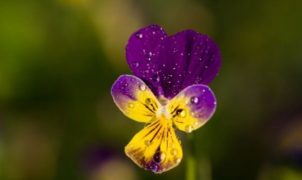 怎么拍花好看，公园里的花怎么拍更好看呢图3