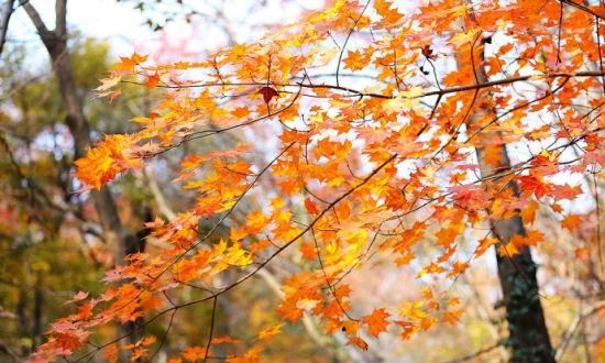 山红叶开花，天平山叶子红了吗图1