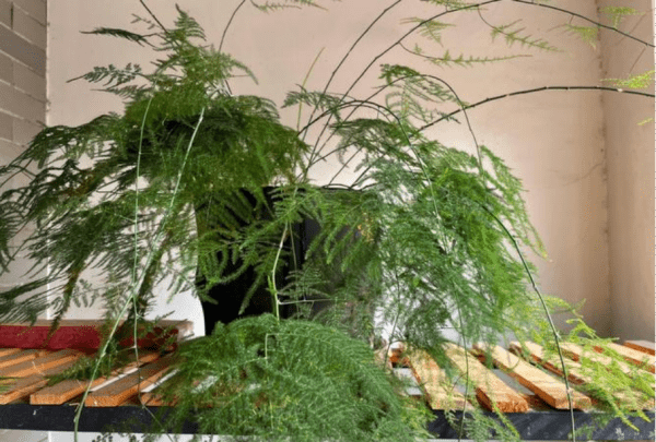 叶子观赏植物有哪些，观叶植物有哪些品种图5