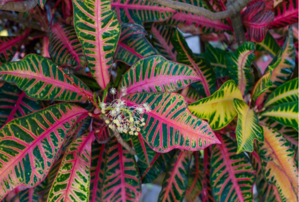 叶子观赏植物有哪些，观叶植物有哪些品种图6