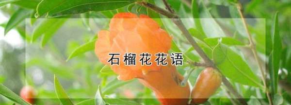 石榴花的花语是什么，石榴花花语 石榴花花语是什么图1