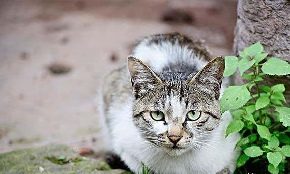 怎么给猫驱虫，流浪猫怎么驱虫图6