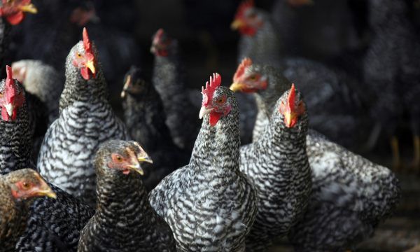 快大型肉鸡有哪几种，一般我们常说的大肉食鸡包括哪些品种图2