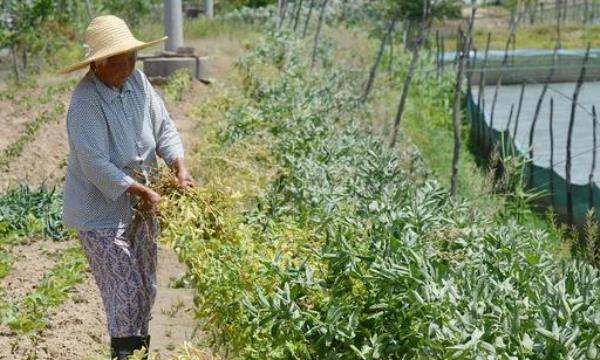 蚕豆什么时间播种，蚕豆几月种植几月收获图4