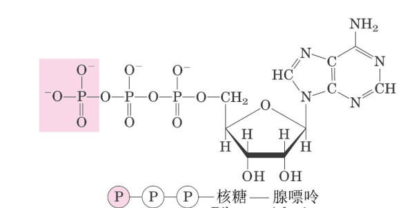 一分子ATP中，atp有几个磷酸酯键图1