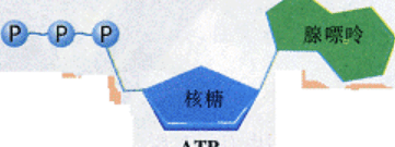 一分子ATP中，atp有几个磷酸酯键图2