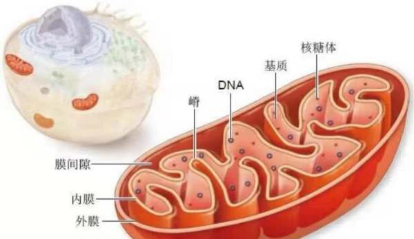 生物基是什么，碳基生物是什么梗 碳基生物的解释图1