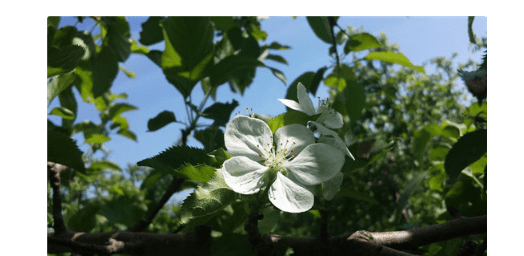 为什么说三月茵陈四月蒿，三月茵陈四月蒿是什么意思图1