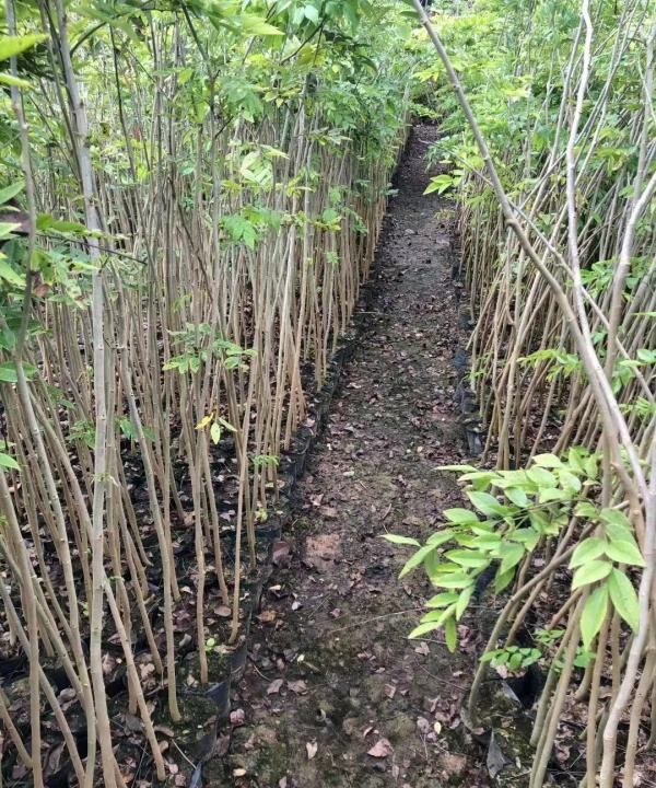 花梨种子怎么种，海南黄花梨种植条件要求图1