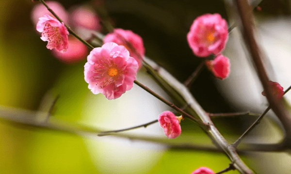 梅花的花语，梅花的花语是什么图1