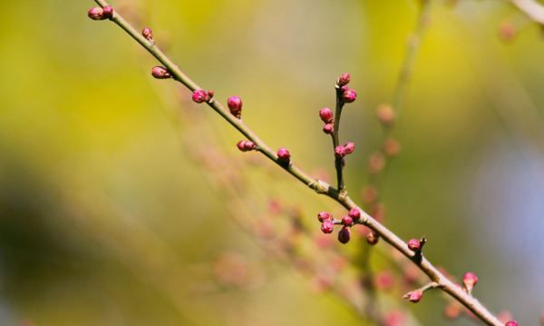 梅花的花语，梅花的花语是什么图2