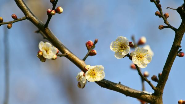 梅花的花语，梅花的花语是什么图3