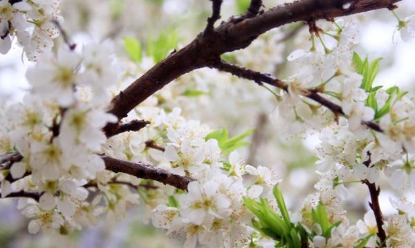 梅花的花语，梅花的花语是什么图4