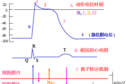 锋电位由什么组成，什么是动作电位,简述其特点图1