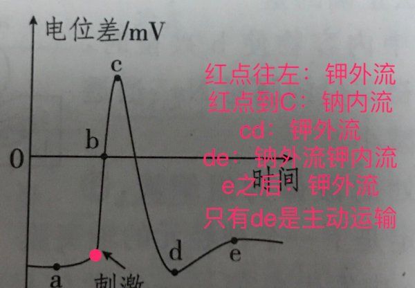 锋电位由什么组成，什么是动作电位,简述其特点图2