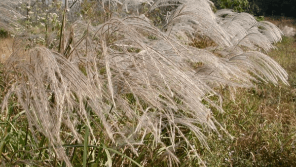 芦花飞时是什么季节，芦花飞时燕子又去了是什么意思