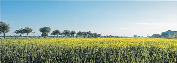 长江三角洲种植什么，长江三角洲的粮食作物以什么为主图1