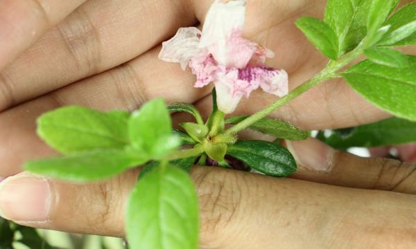 家里养杜鹃花好，杜鹃花适合家里养吗图3