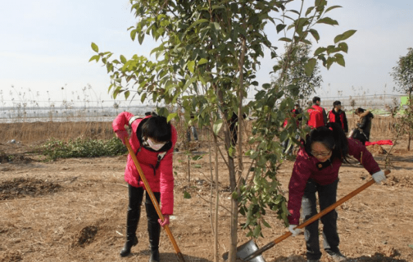 为什么要植树 植树的好处，我们为什么要种树用英语回答图1