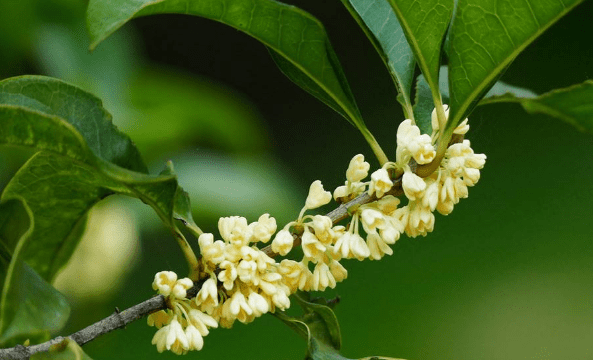 桂花在北方能养活，桂花树在北方能活吗图2