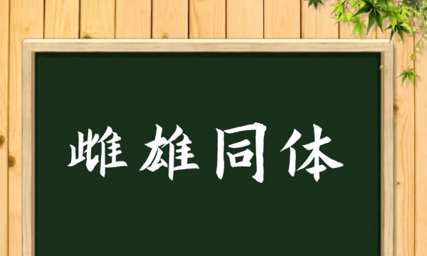 雌雄同体的鱼叫什么，人雌雄同体是什么意思